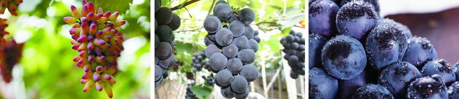 智慧農(nóng)業(yè)為國(guó)家葡萄產(chǎn)業(yè)技術(shù)體系南寧站帶來(lái)高效與便利