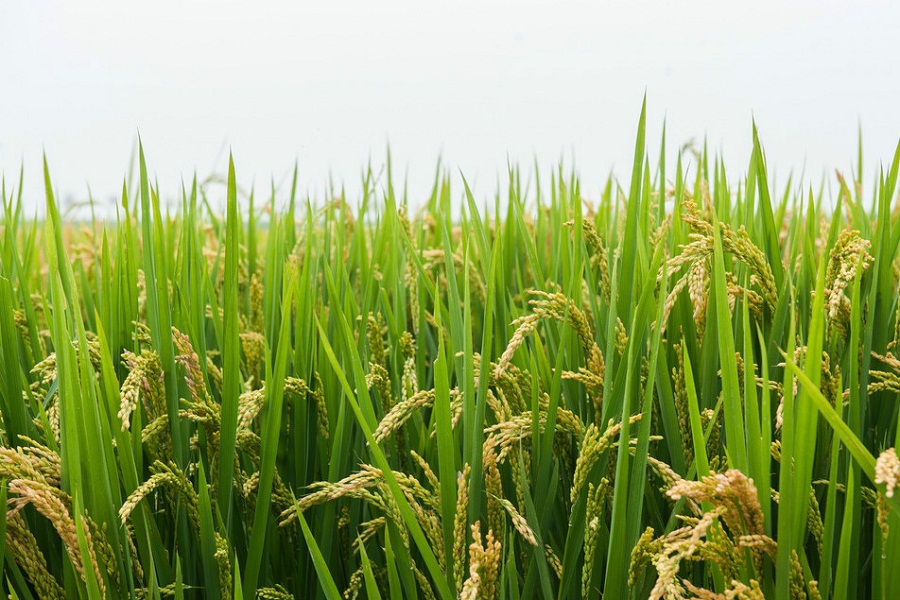 五純生態(tài)農(nóng)業(yè)依靠智慧農(nóng)業(yè)技術(shù)讓種植更科學(xué)