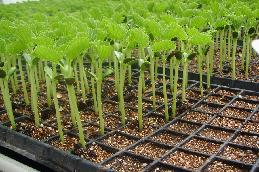 重慶農(nóng)業(yè)科學(xué)院利用智慧農(nóng)業(yè)技術(shù)精準(zhǔn)育苗,智能化種植