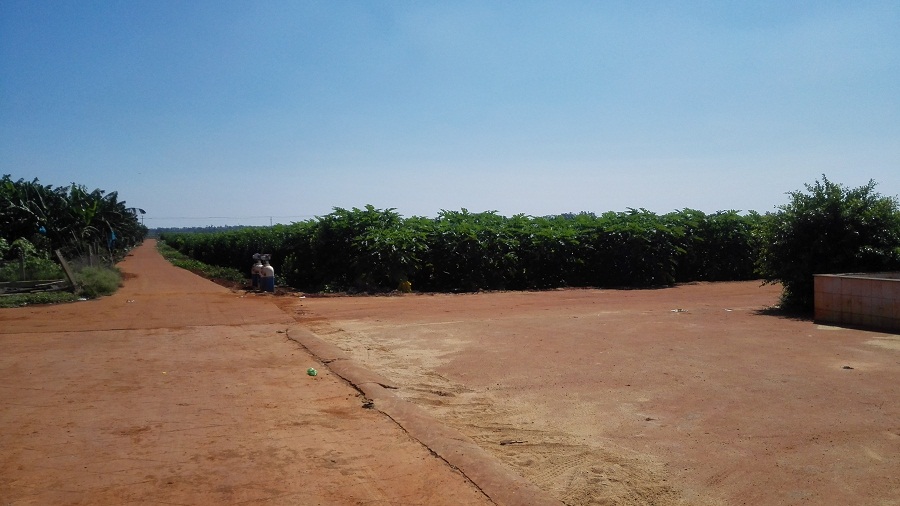 廣東徐聞縣行業(yè)級農(nóng)業(yè)科技示范園嫁接智慧農(nóng)業(yè)實(shí)現(xiàn)智能種植管理