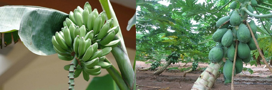 廣東徐聞縣行業(yè)級農(nóng)業(yè)科技示范園嫁接智慧農(nóng)業(yè)實(shí)現(xiàn)智能種植管理