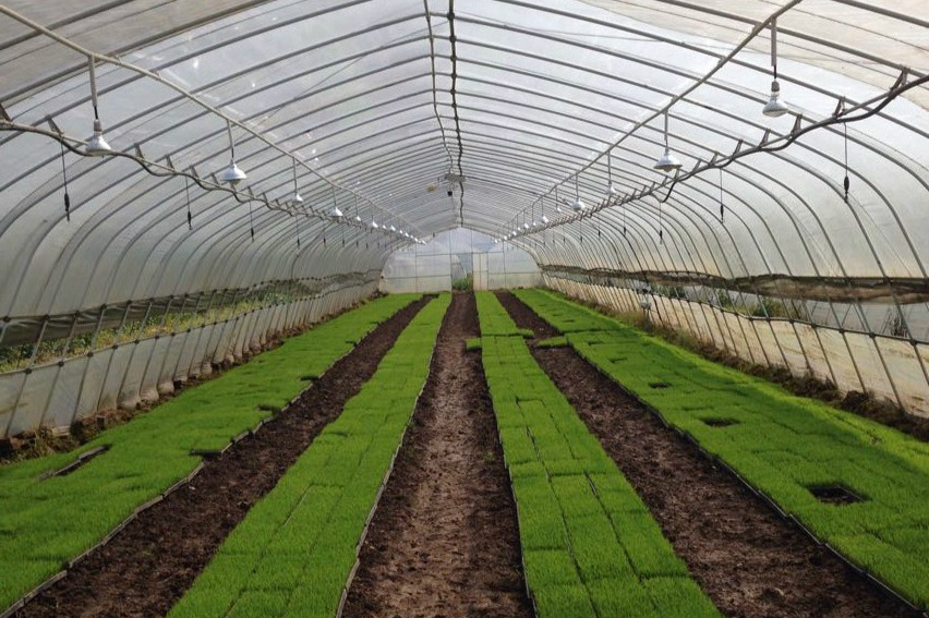 湖南省水稻專業(yè)化集中育秧重點示范區(qū)利用智慧農(nóng)業(yè)技術提高管理標準