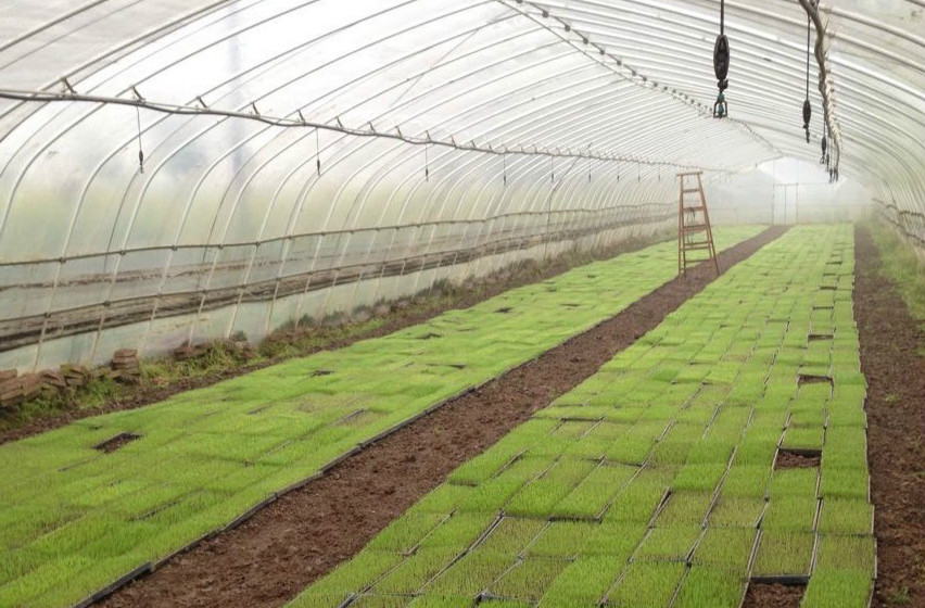 湖南省水稻專業(yè)化集中育秧重點示范區(qū)利用智慧農(nóng)業(yè)技術提高管理標準