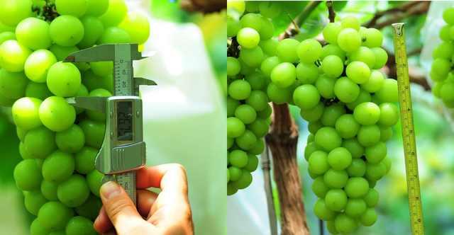 ���C���������Y���r(n��ng)���T�����ѹܼҞ��九(ji��)�s�����M��15�f