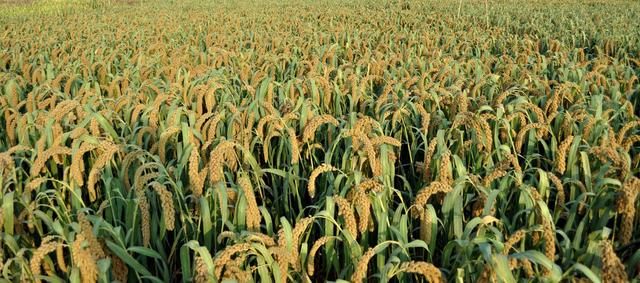 ��ע�ڿ��е��A�����Ƽ���Ҳ���������ܱO(ji��n)�؎����ľ���(zh��n)�c��Ч