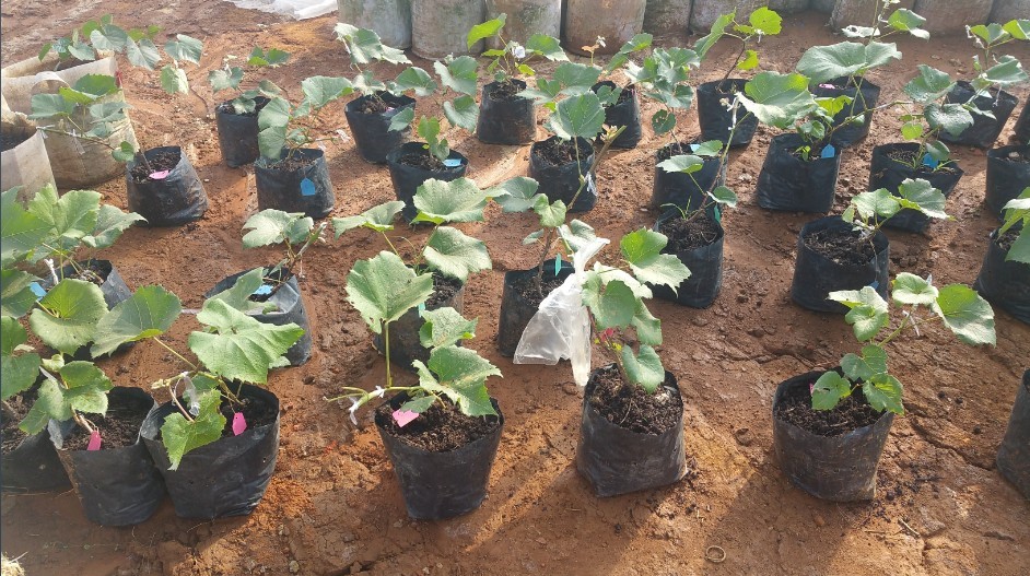 �����a(ch��n)�I(y��)��ؚʾ�����أ��ǻ��r(n��ng)�I(y��)��(bi��o)��(zh��n)�����a(ch��n)