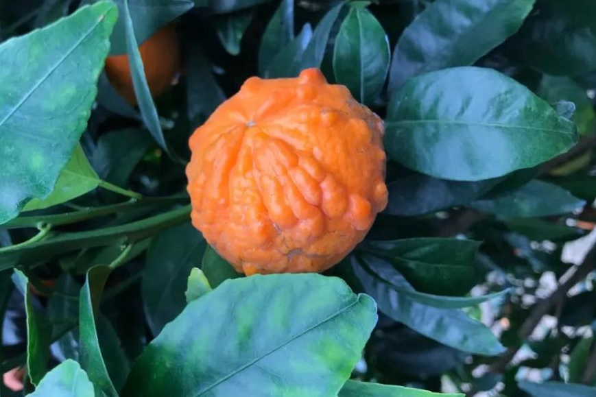 廣西沃柑利用智慧農(nóng)業(yè)助力精細(xì)品控 廣西沃柑利用智慧農(nóng)業(yè)助力精細(xì)品控