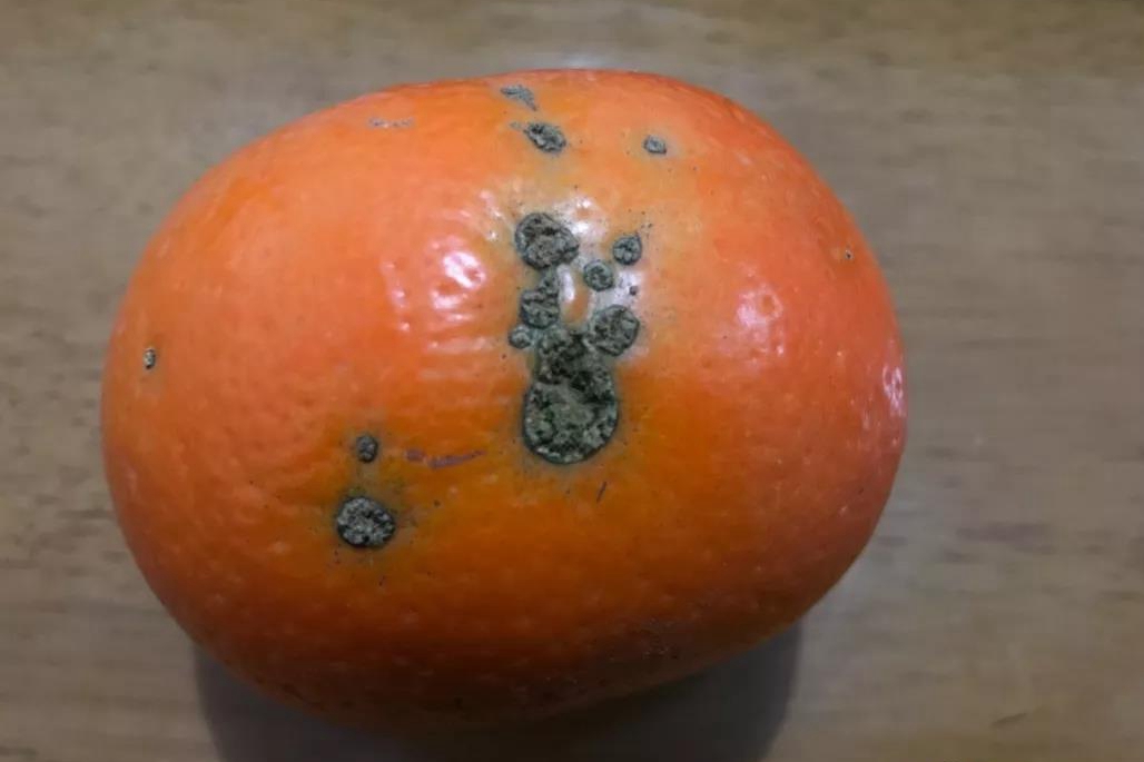 廣西沃柑利用智慧農(nóng)業(yè)助力精細(xì)品控 廣西沃柑利用智慧農(nóng)業(yè)助力精細(xì)品控