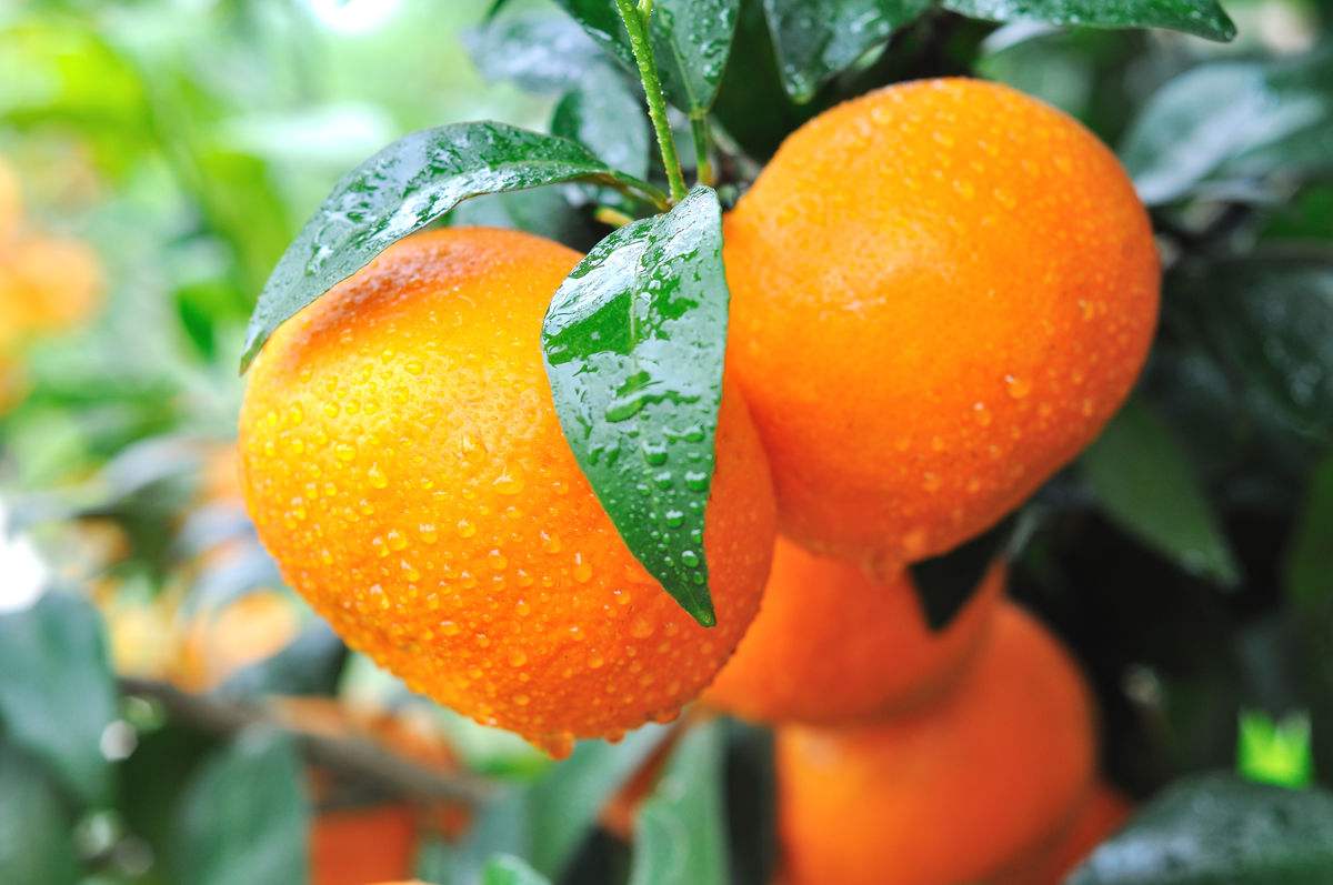 廣西沃柑利用智慧農(nóng)業(yè)助力精細(xì)品控 廣西沃柑利用智慧農(nóng)業(yè)助力精細(xì)品控