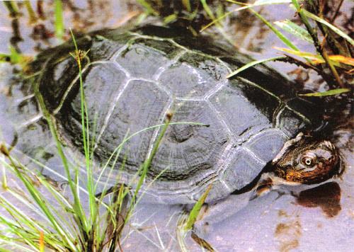 һ��һƷ���Sɳ�M�塱�o���ǻ��r(n��ng)�I(y��)��������(du��)���Mȫ����Դ