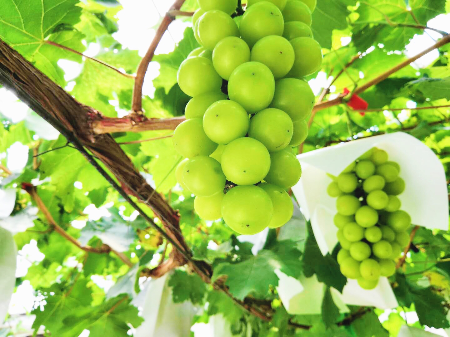 �읙�������a(ch��n)��(sh��)�(y��n)���؏ķN���N����Ʒ�|(zh��)ꖹ�õ���ϼ�����̳�