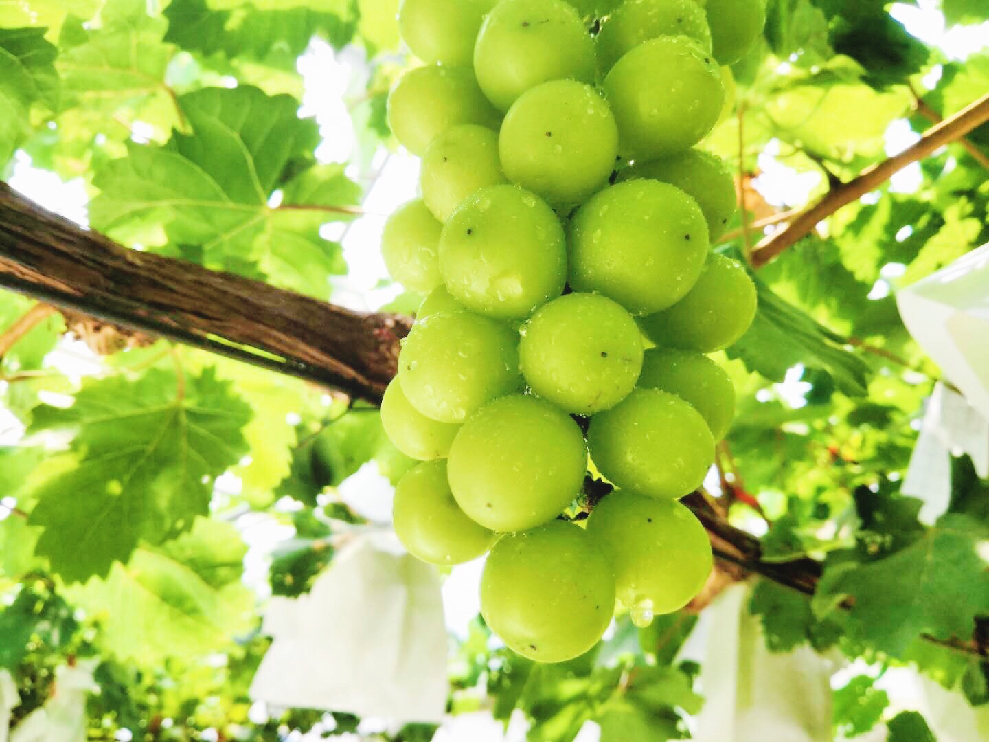 �읙�������a(ch��n)��(sh��)�(y��n)���؏ķN���N����Ʒ�|(zh��)ꖹ�õ���ϼ�����̳�