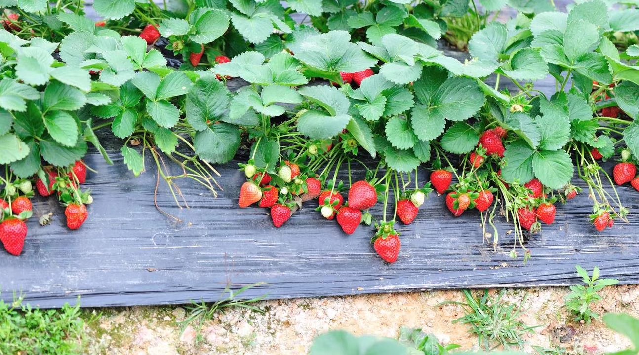 ����ʹ��ݮ���ֵ�c��(sh��)������ı������ǈ�(ji��n)�����ƵĘ�(bi��o)��(zh��n)������