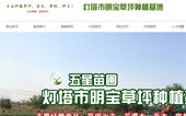 燈塔市明寶草坪種植基地網(wǎng)站建設(shè)